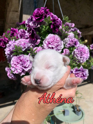 CHIOT