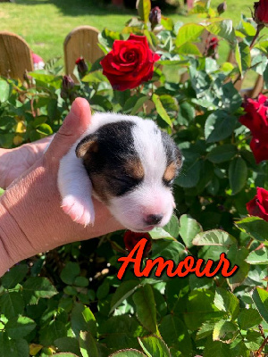 CHIOT