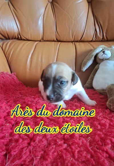 Du Domaine Des Deux étoiles - Chiots disponibles - Jack Russell Terrier