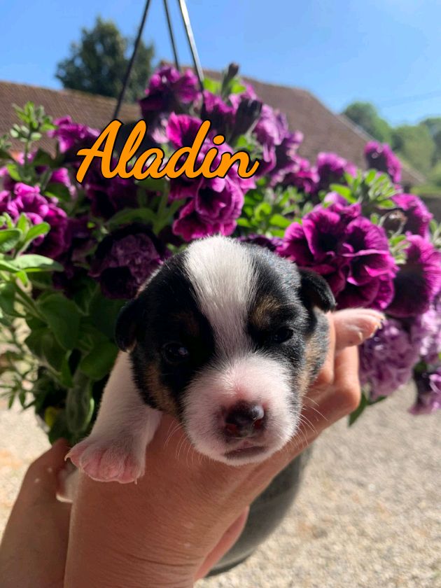 Du Domaine Des Deux étoiles - Chiots disponibles - Jack Russell Terrier