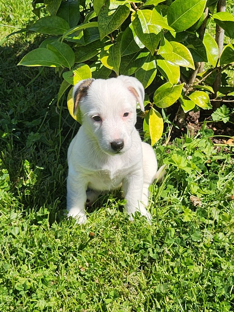 Du Domaine Des Deux étoiles - Chiots disponibles - Jack Russell Terrier