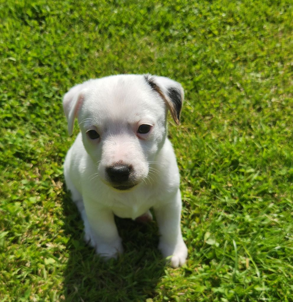 Du Domaine Des Deux étoiles - Chiots disponibles - Jack Russell Terrier