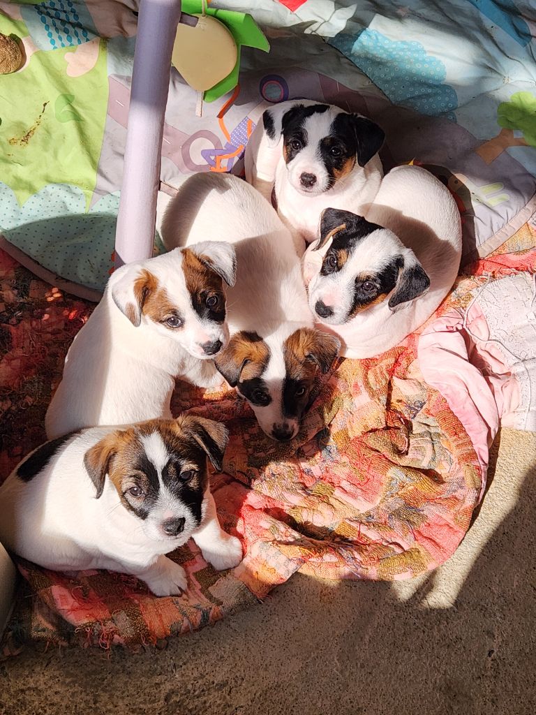 Du Domaine Des Deux étoiles - Jack Russell Terrier - Portée née le 18/04/2025