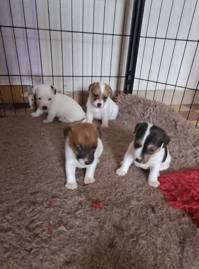 Du Domaine Des Deux étoiles - Jack Russell Terrier - Portée née le 02/05/2025