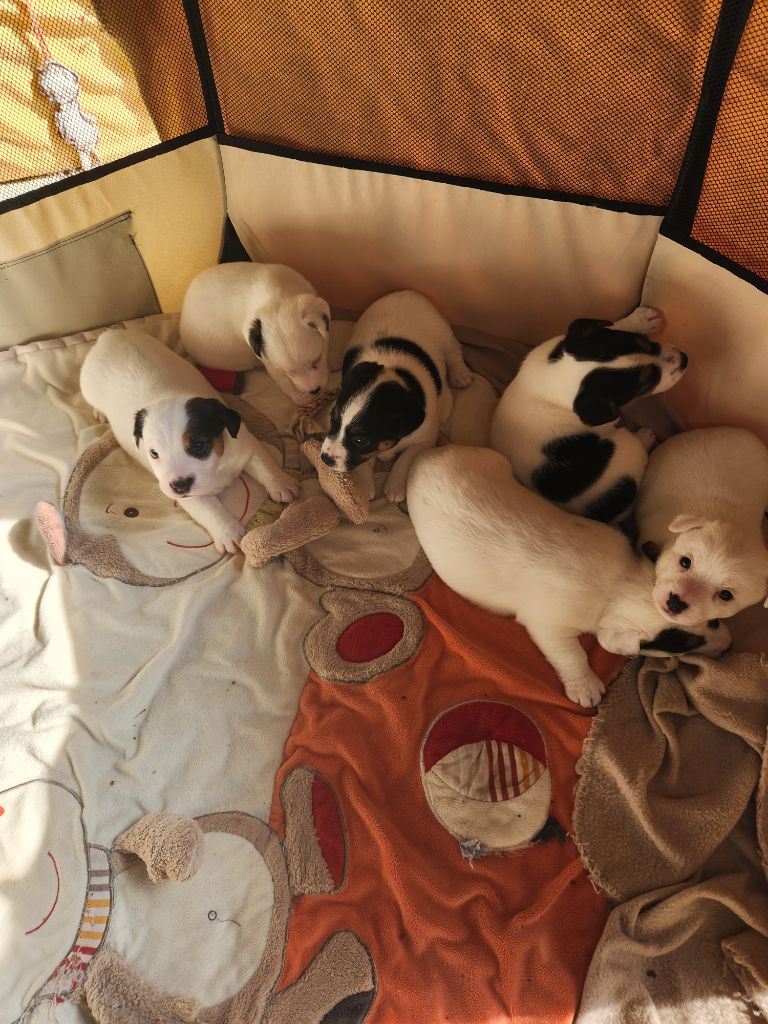 Du Domaine Des Deux étoiles - Jack Russell Terrier - Portée née le 10/05/2025