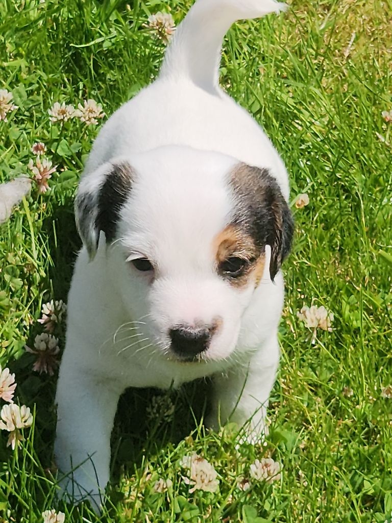 Du Domaine Des Deux étoiles - Chiots disponibles - Jack Russell Terrier