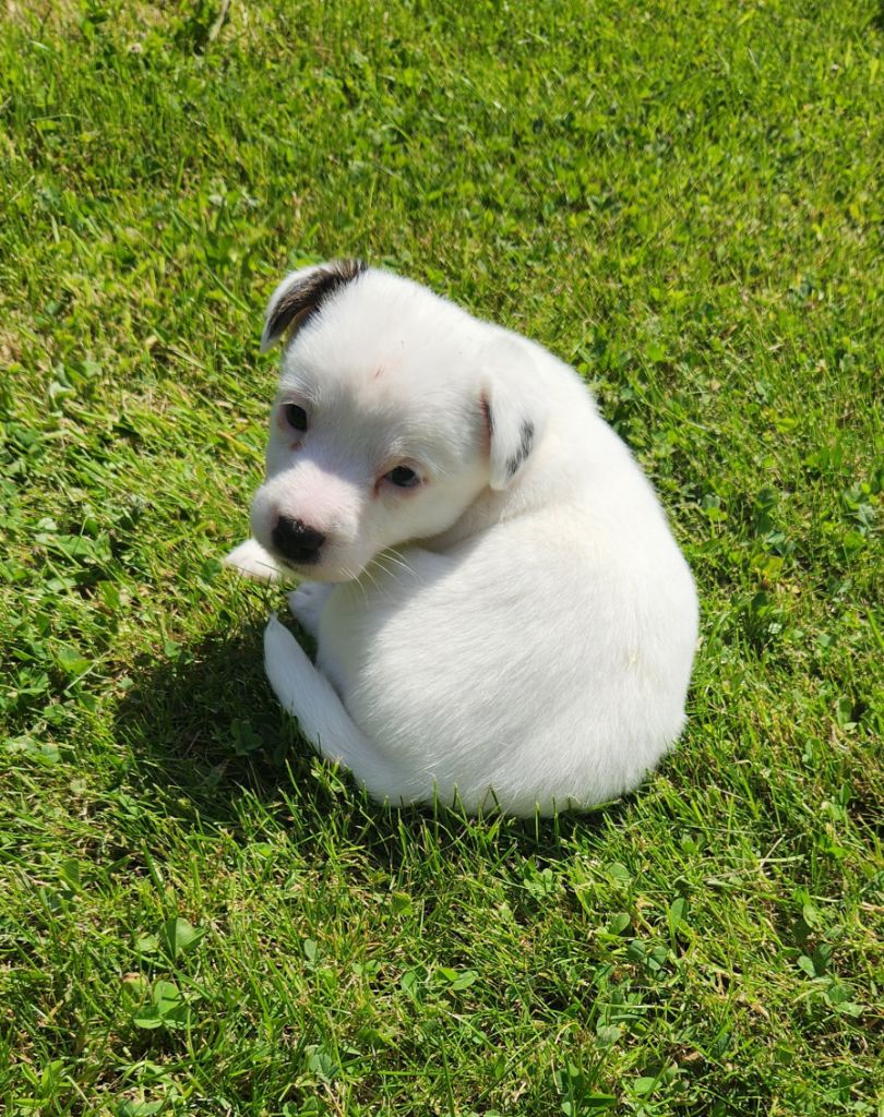 Du Domaine Des Deux étoiles - Chiots disponibles - Jack Russell Terrier