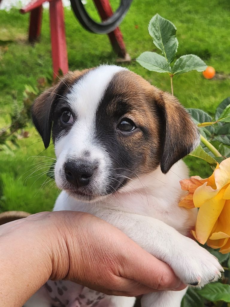 Du Domaine Des Deux étoiles - Chiots disponibles - Jack Russell Terrier