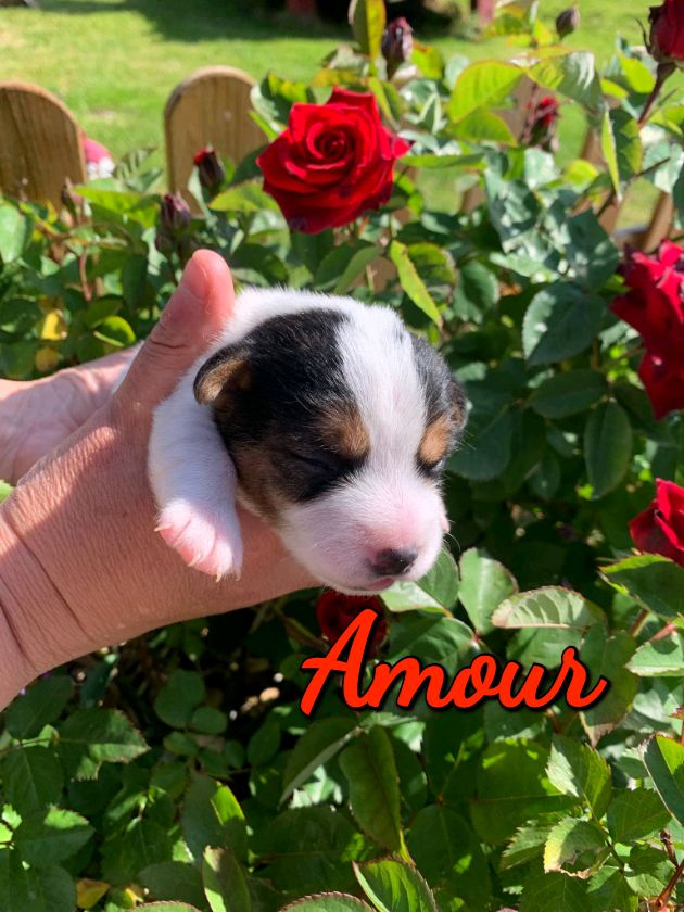 Du Domaine Des Deux étoiles - Chiots disponibles - Jack Russell Terrier