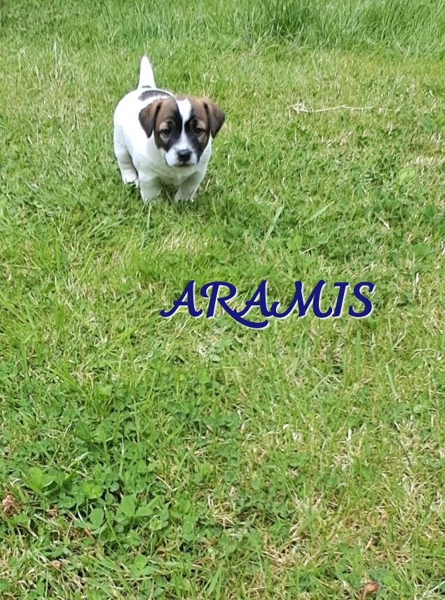 Du Domaine Des Deux étoiles - Chiots disponibles - Jack Russell Terrier