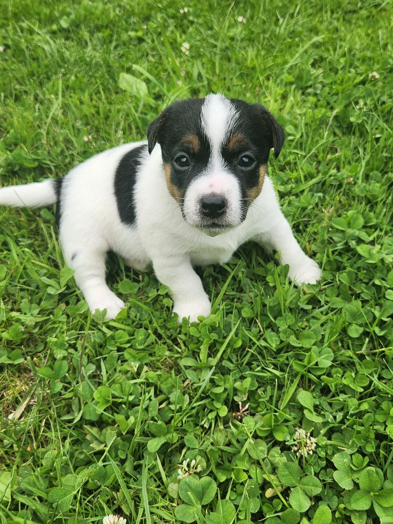 Du Domaine Des Deux étoiles - Chiots disponibles - Jack Russell Terrier
