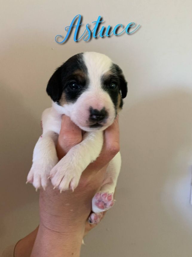 Du Domaine Des Deux étoiles - Chiots disponibles - Jack Russell Terrier
