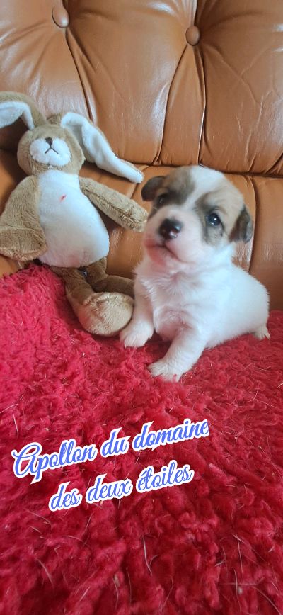 Du Domaine Des Deux étoiles - Chiots disponibles - Jack Russell Terrier
