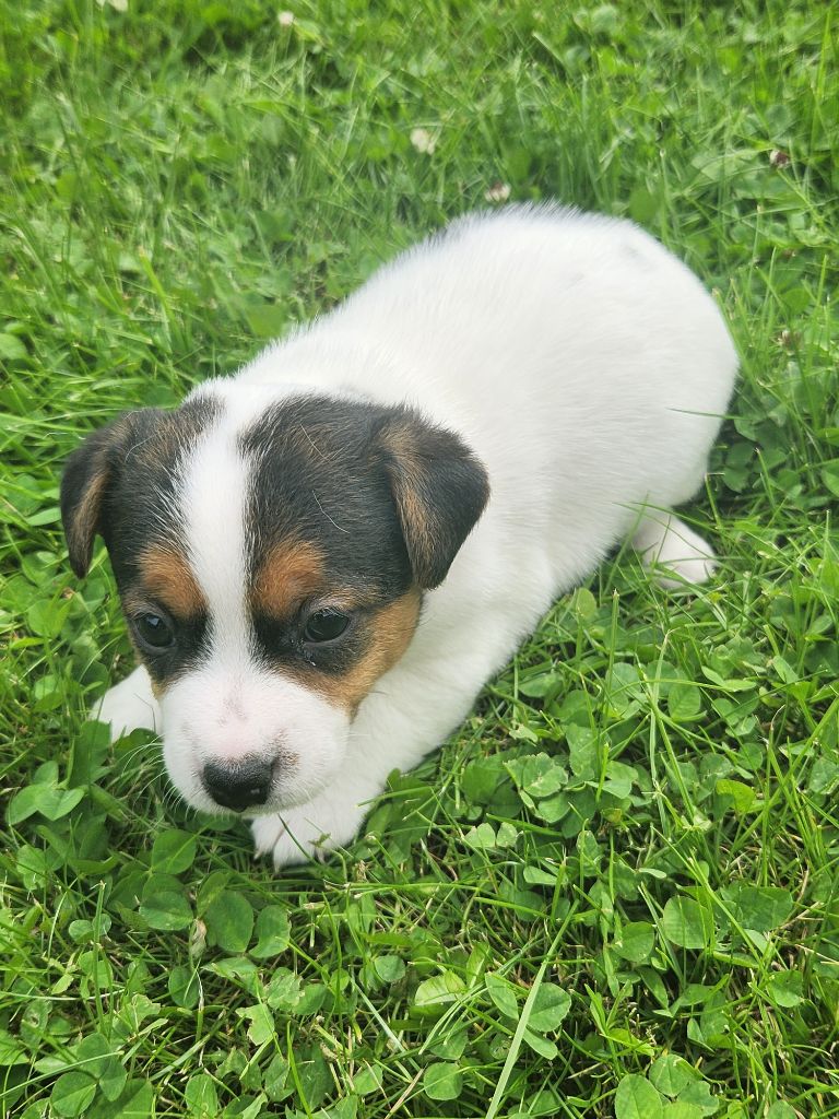 Du Domaine Des Deux étoiles - Chiots disponibles - Jack Russell Terrier