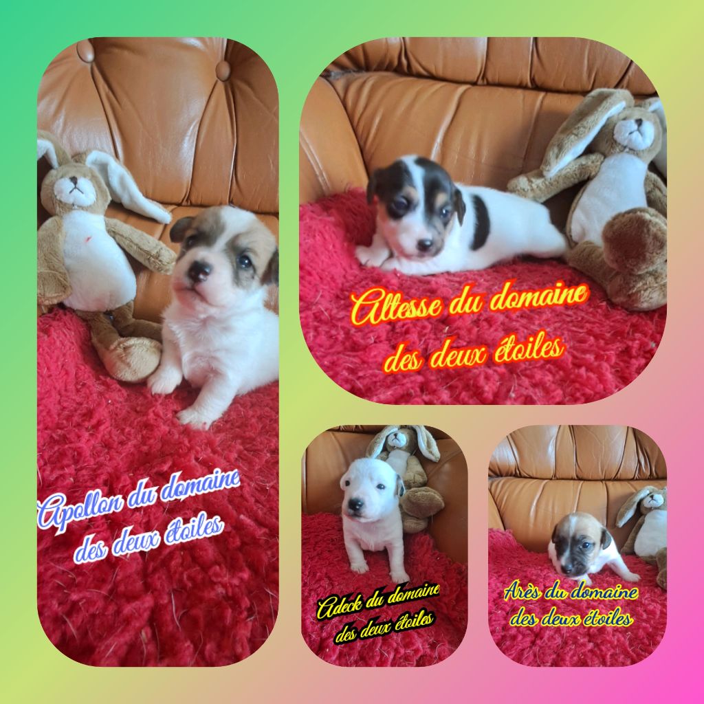 Chiot Jack Russell Terrier Du Domaine Des Deux étoiles